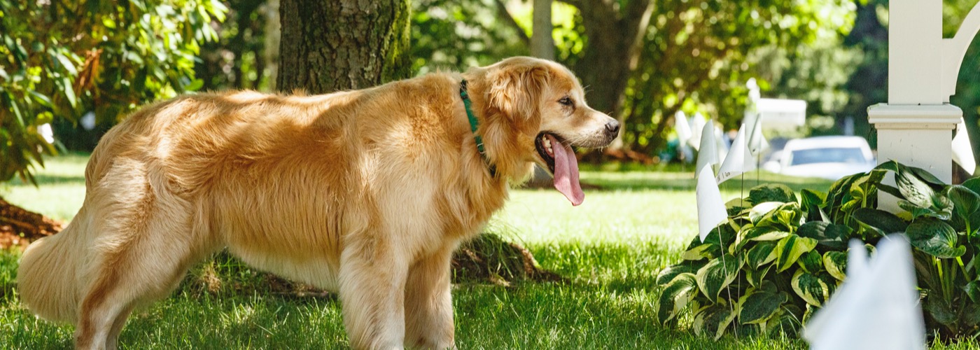 DogWatch Hidden Fence of Greater Bangor, Bangor, Maine | Outdoor Hidden Dog Fences Slider Image