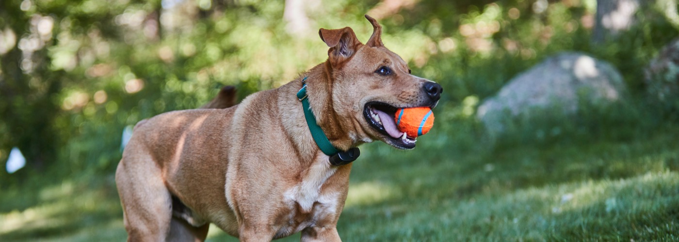 DogWatch Hidden Fence of Greater Bangor, Bangor, Maine | ProFenceX™ Slider Image